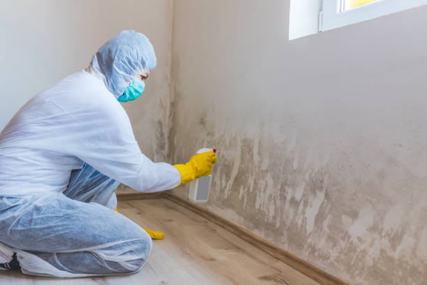 Licensed Mold Remediation service in Clarksville, VA - 24 Hour Mold Removal