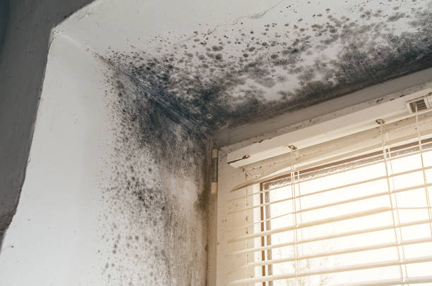 Affordable Mold Remediation solutions in Clarksville, VA
